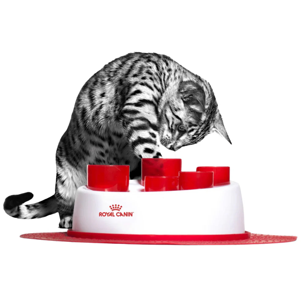 PLATO INTERACTIVO GATO